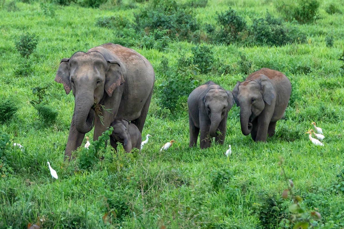 Four elephants walking through green grasses