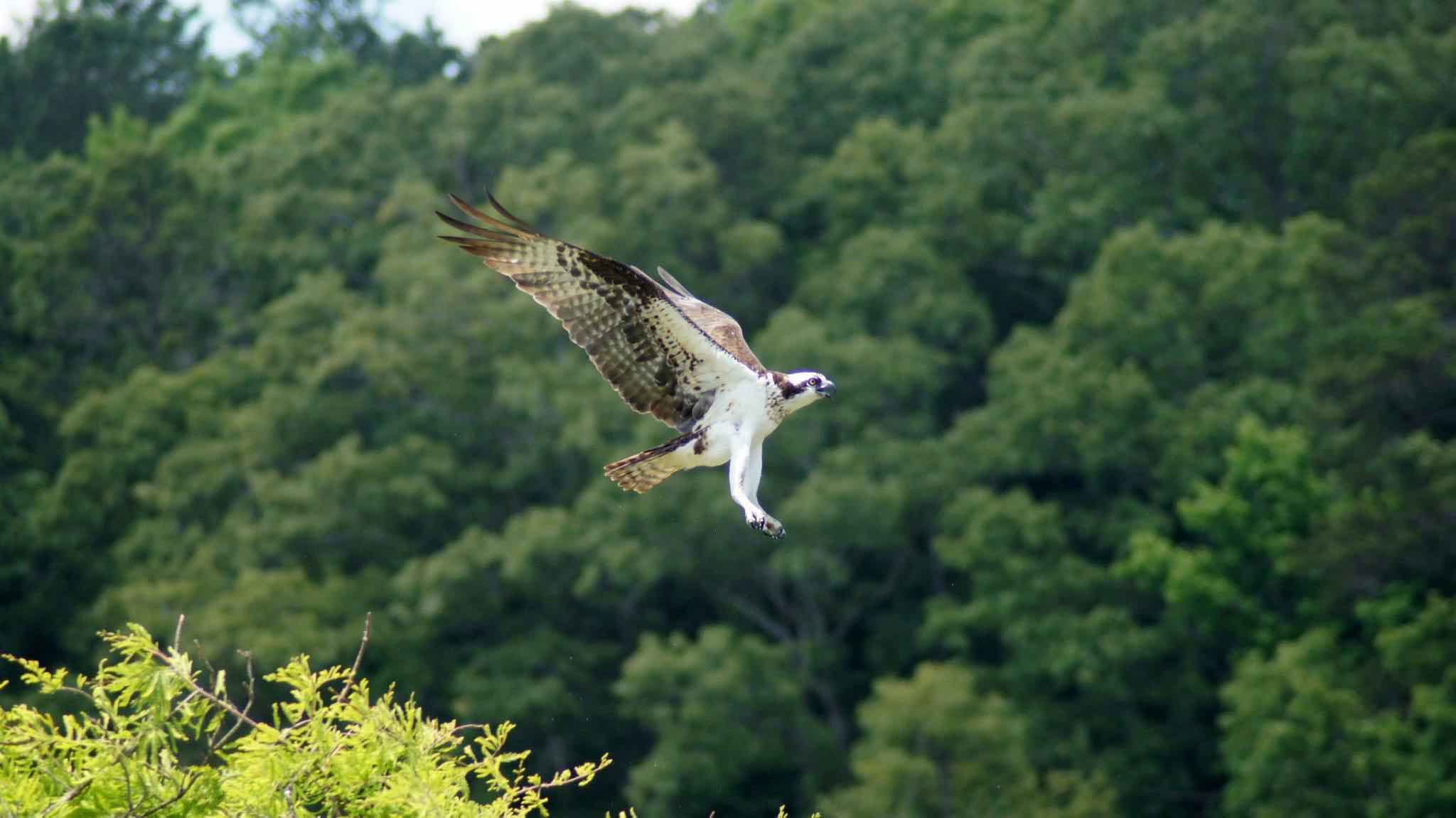 Osprey in flight over West Point Lake.
