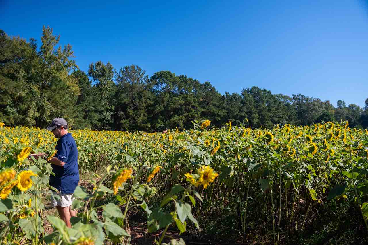 Sunflowers-Abbottsford-Farms-Visit-LaGrange