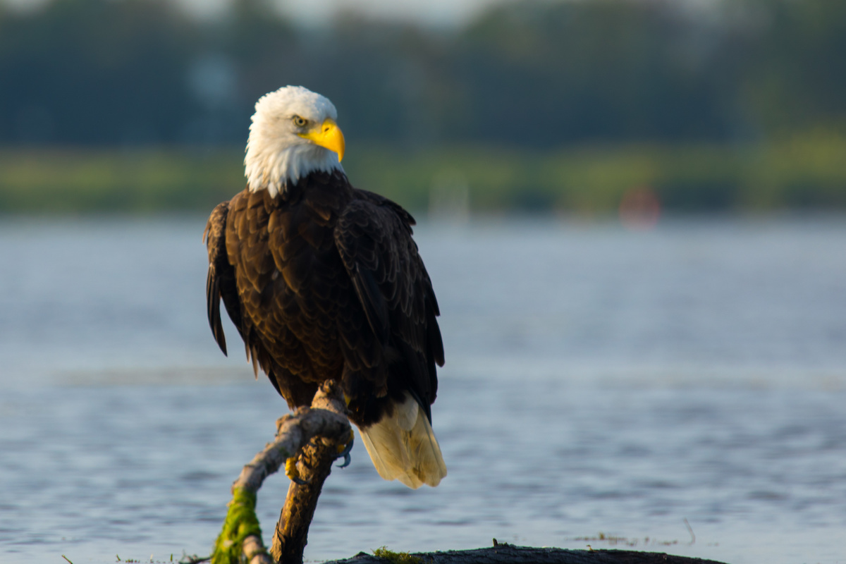 Visit LaGrange Bald Eagle