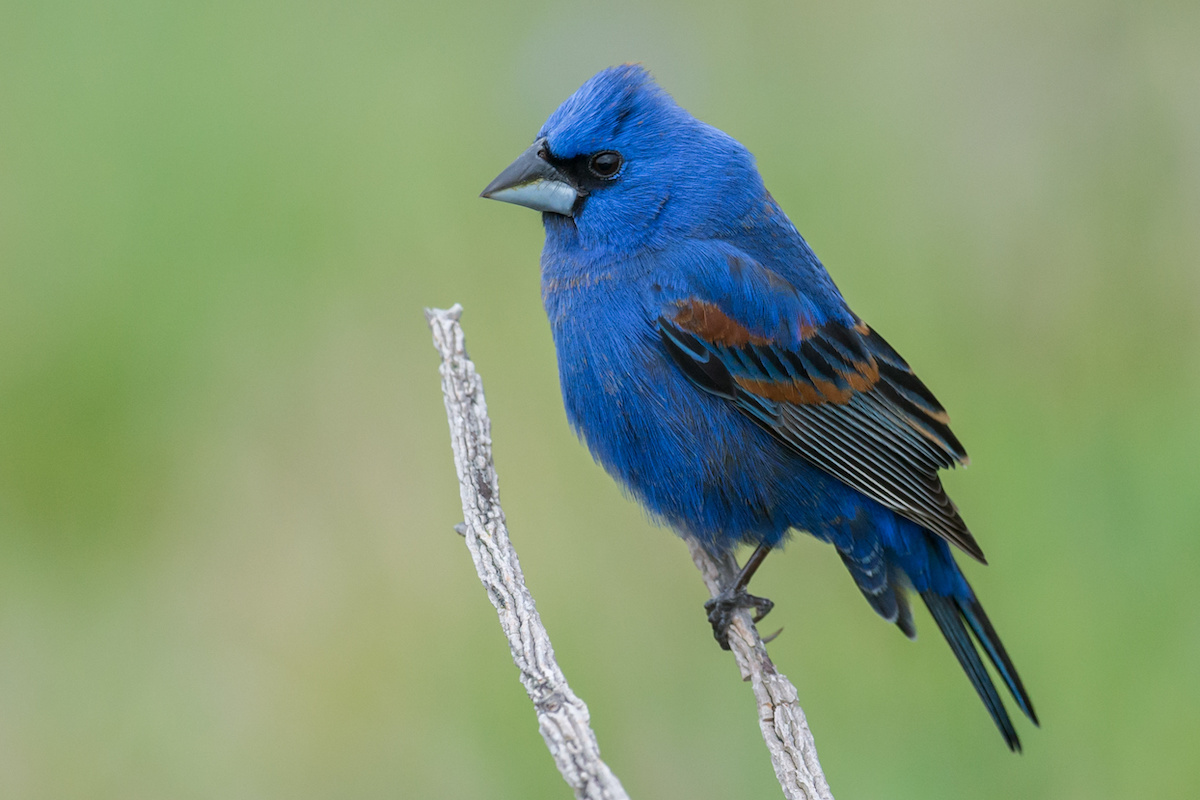 Blue Grosbeak LaGrange Georgia