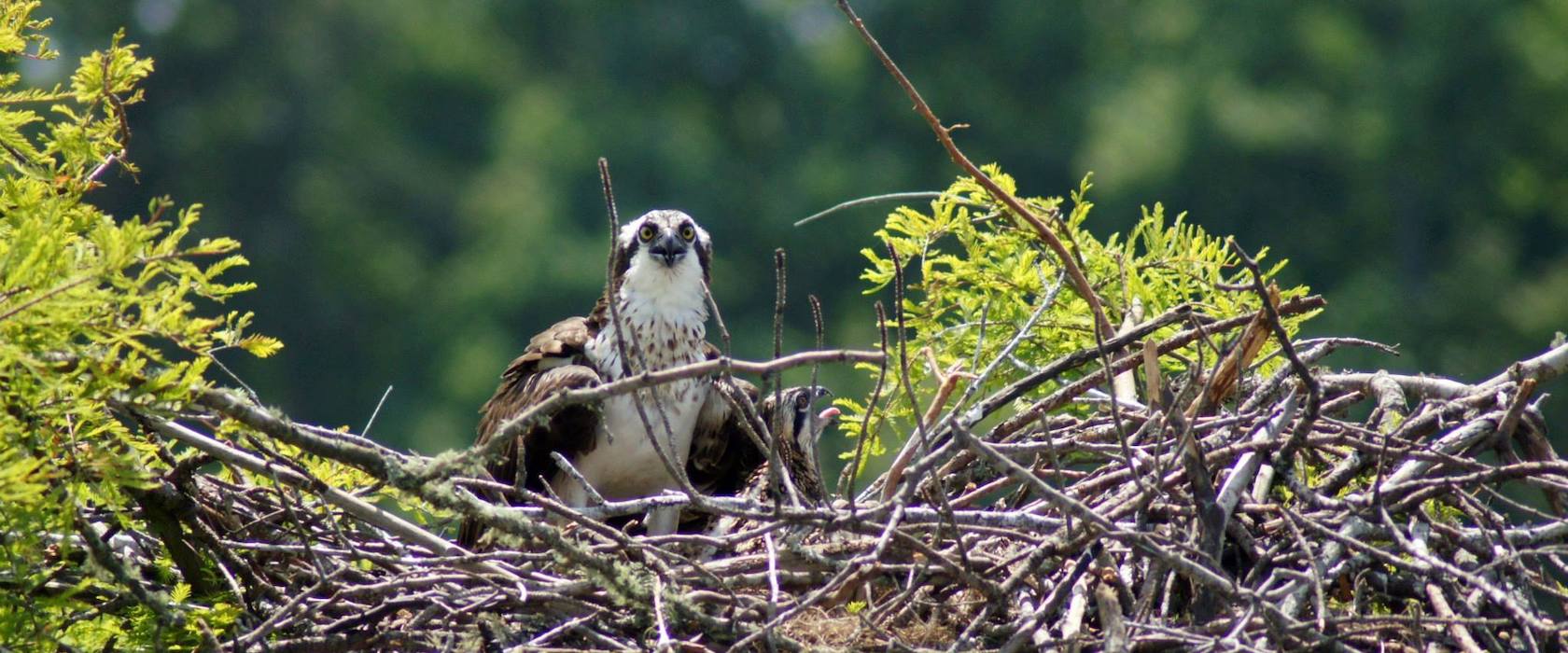 Visit-LaGrange-Osprey-West-Point-Lake