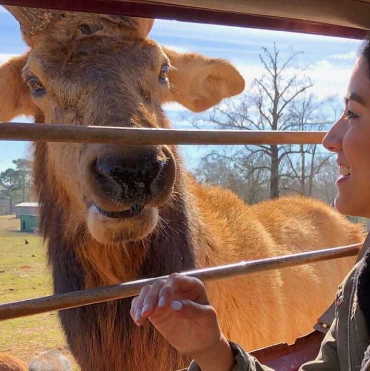 wild-animal-safari-park-pine-mountain-georgia